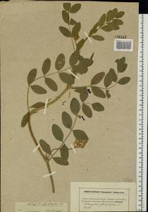 Astragalus glycyphyllos L., Eastern Europe, Moscow region (E4a) (Russia)