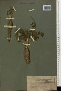 Leiotulus dasyanthus (K. Koch) Pimenov & Ostr., Caucasus, Azerbaijan (K6) (Azerbaijan)