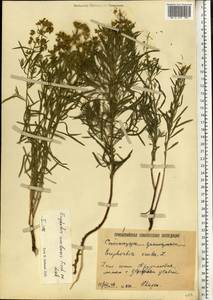 Euphorbia uralensis Fisch. ex Link, Eastern Europe, Lower Volga region (E9) (Russia)