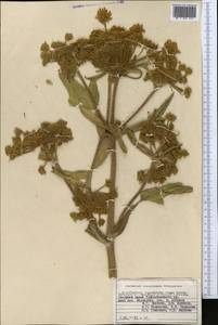 Tetrataenium olgae (Regel & Schmalh.) Manden., Middle Asia, Pamir & Pamiro-Alai (M2) (Tajikistan)