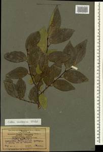 Celtis australis subsp. caucasica (Willd.) C. C. Townsend, Caucasus, Azerbaijan (K6) (Azerbaijan)