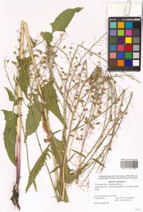 Bunias orientalis L., Eastern Europe, Central region (E4) (Russia)