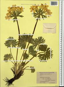 Anemonastrum narcissiflorum subsp. fasciculatum (L.) Raus, Caucasus, Stavropol Krai, Karachay-Cherkessia & Kabardino-Balkaria (K1b) (Russia)