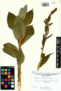 Veratrum lobelianum Bernh., Siberia, Baikal & Transbaikal region (S4) (Russia)