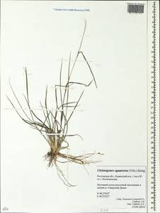 Cleistogenes squarrosa (Trin.) Keng, Eastern Europe, Rostov Oblast (E12a) (Russia)