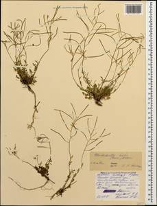 Murbeckiella huetii (Boiss.) Rothm., Caucasus, North Ossetia, Ingushetia & Chechnya (K1c) (Russia)