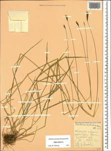 Hordeum brevisubulatum (Trin.) Link, Caucasus, Stavropol Krai, Karachay-Cherkessia & Kabardino-Balkaria (K1b) (Russia)