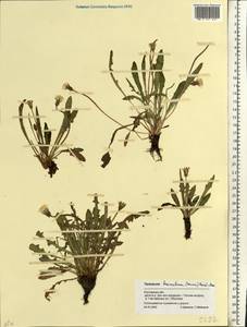 Taraxacum bessarabicum (Hornem.) Hand.-Mazz., Eastern Europe, Rostov Oblast (E12a) (Russia)