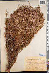 Calluna vulgaris (L.) Hull, Eastern Europe, Central forest region (E5) (Russia)