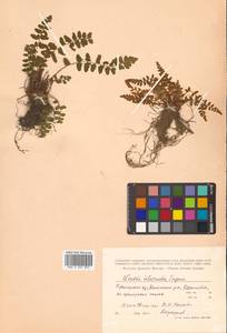 Woodsia subintermedia Tzvelev, Siberia, Russian Far East (S6) (Russia)