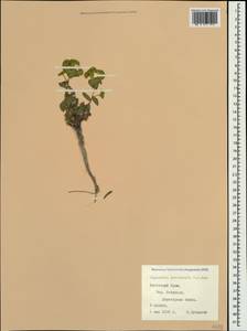Euphorbia petrophila C.A.Mey., Crimea (KRYM) (Russia)