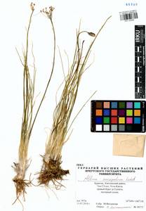 Allium anisopodium Ledeb., Siberia, Baikal & Transbaikal region (S4) (Russia)