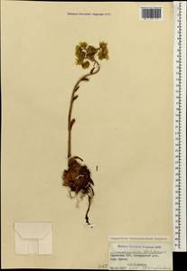 Sempervivum transcaucasicum Muirhead, Caucasus, Armenia (K5) (Armenia)