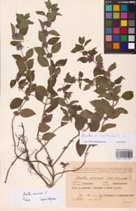 Mentha arvensis L., Eastern Europe, Central region (E4) (Russia)