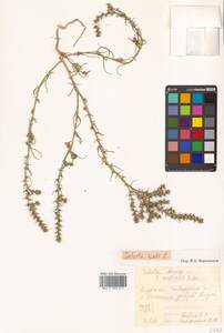 Salsola tragus L., Siberia, Russian Far East (S6) (Russia)
