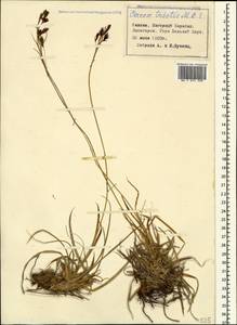 Carex tristis M.Bieb., Caucasus, Azerbaijan (K6) (Azerbaijan)