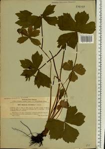Sanicula rubriflora F. Schmidt, Siberia, Russian Far East (S6) (Russia)