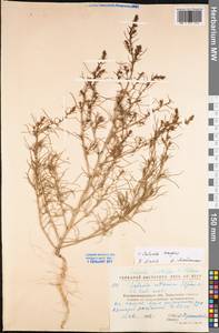 Salsola tragus L., Eastern Europe, North Ukrainian region (E11) (Ukraine)