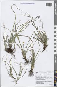 Carex ericetorum Pollich, Eastern Europe, Eastern region (E10) (Russia)