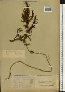 Rumex maritimus L., Eastern Europe, Central forest region (E5) (Russia)