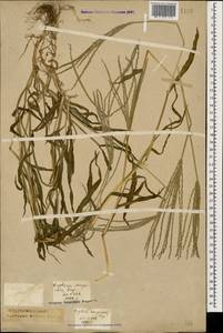 Digitaria sanguinalis (L.) Scop., Caucasus, Krasnodar Krai & Adygea (K1a) (Russia)
