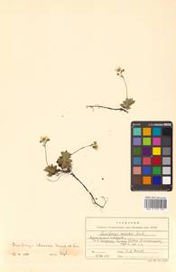 Micranthes merkii subsp. merkii, Siberia, Russian Far East (S6) (Russia)