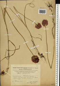 Allium rotundum L., Eastern Europe, Eastern region (E10) (Russia)