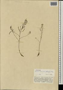 Stevenia cheiranthoides subsp. incarnata (Lamb. ex DC.) D. A. German, Mongolia (MONG) (Mongolia)