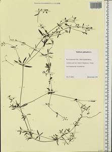 Galium palustre L., Eastern Europe, Central forest region (E5) (Russia)