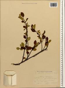 Cotoneaster integerrimus Medik., Caucasus, Krasnodar Krai & Adygea (K1a) (Russia)