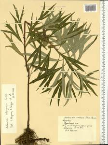 Artemisia selengensis Turcz. ex Besser, Eastern Europe, Middle Volga region (E8) (Russia)