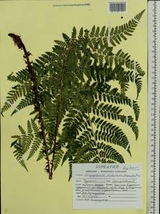 Dryopteris expansa (C. Presl) Fraser-Jenk. & Jermy, Eastern Europe, Central forest-and-steppe region (E6) (Russia)