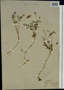 Astragalus norvegicus Weber, Siberia, Western Siberia (S1) (Russia)
