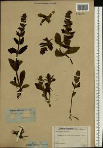 Ajuga genevensis L., Eastern Europe, Rostov Oblast (E12a) (Russia)