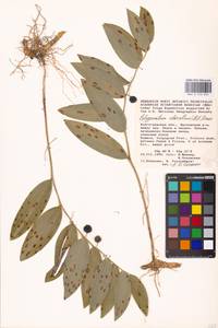 Polygonatum odoratum (Mill.) Druce, Eastern Europe, Lower Volga region (E9) (Russia)