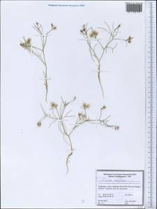 Cuminum setifolium (Boiss.) Koso-Pol., Middle Asia, Syr-Darian deserts & Kyzylkum (M7) (Uzbekistan)