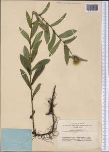 Pentanema salicinum (L.) D. Gut. Larr., Santos-Vicente, Anderb., E. Rico & M. M. Mart. Ort., Siberia, Altai & Sayany Mountains (S2) (Russia)