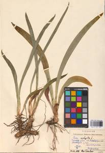 Iris aphylla L., Eastern Europe, South Ukrainian region (E12) (Ukraine)