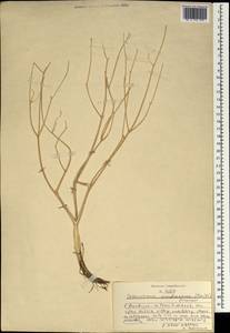 Zeravschania membranacea (Boiss.) Pimenov, South Asia, South Asia (Asia outside ex-Soviet states and Mongolia) (ASIA) (Iran)