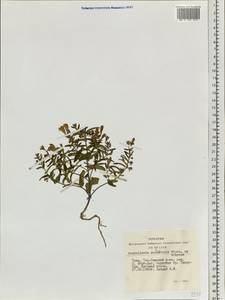 Scutellaria scordiifolia Fisch. ex Schrank, Siberia, Altai & Sayany Mountains (S2) (Russia)