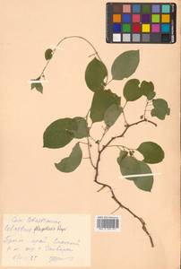Celastrus flagellaris Rupr., Siberia, Russian Far East (S6) (Russia)