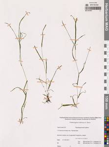 Potamogeton sibiricus A.Benn., Siberia, Chukotka & Kamchatka (S7) (Russia)