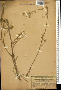 Astrodaucus orientalis (L.) Drude, Caucasus, Armenia (K5) (Armenia)