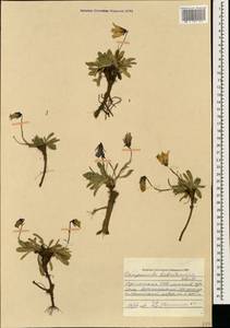 Campanula tridentata subsp. biebersteiniana (Schult.) Ogan., Caucasus, Armenia (K5) (Armenia)
