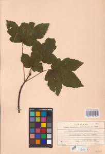 Acer pseudoplatanus L., Eastern Europe, West Ukrainian region (E13) (Ukraine)