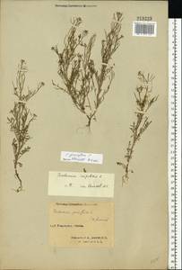 Cardamine parviflora L., Eastern Europe, Northern region (E1) (Russia)
