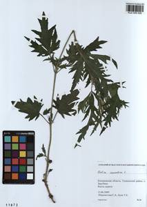 Urtica cannabina L., Siberia, Altai & Sayany Mountains (S2) (Russia)