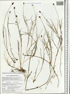 Carex chordorrhiza L.f., Eastern Europe, Northern region (E1) (Russia)