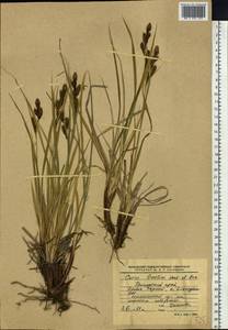 Carex gmelinii Hook. & Arn., Siberia, Russian Far East (S6) (Russia)