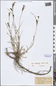 Carex melanostachya M.Bieb. ex Willd., Eastern Europe, Lower Volga region (E9) (Russia)